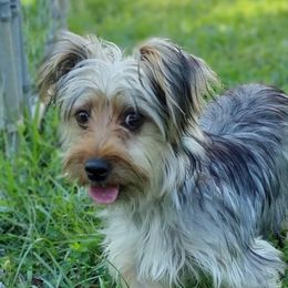Oakley - Yorkshire Terrier
