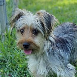 Oakley - Yorkshire Terrier