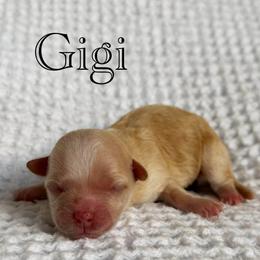 Gigi - Apricot female Maltipoo puppy in Wendell, North Carolina from Teddys Teddy Bears