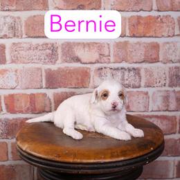 Bernie - Apricot female Goldendoodle puppy in Calhoun, Georgia from Happy Top Doodles