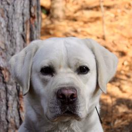 OFA Health Tested - Yellow male Labrador Retriever puppy in Tomahawk, Wisconsin from Mahner Labs