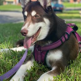 Siberian Huskies from Bella's Working husky
