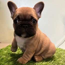French Bulldog and Nova Scotia Duck Tolling Retriever Puppies from Folklore Den