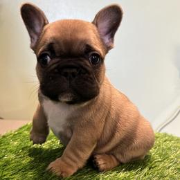 French Bulldog and Nova Scotia Duck Tolling Retriever Puppies from Folklore Den