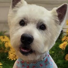 Charlie - West Highland White Terrier