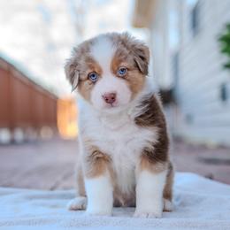 Knox - Red merle male Australian Shepherd puppy in Crestwood, Kentucky from FireHart Aussies