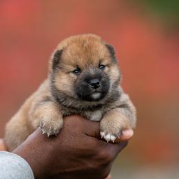 Shiba Inu Puppies from Evenfalls Shiba Inu