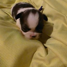Jax - Black and white male Shih Tzu puppy in Bruceville, Indiana from Baby Girl’s Yorkies, Shih-Tzu, Shorkies