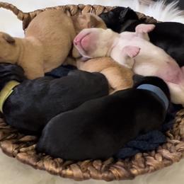 Labrador Retriever Puppies from AGL Retrievers