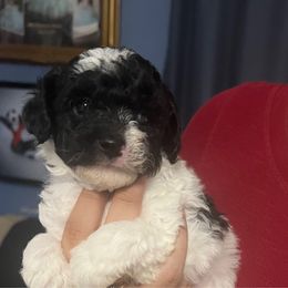 Chloe, purple - Parti female Poodle puppy in Winter Haven, Florida from Herdez’s Poodles