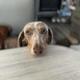 Gwen