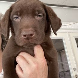 Labrador Retriever Puppies from Helping Hounds USA