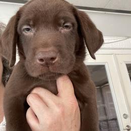 Labrador Retriever Puppies from Helping Hounds USA