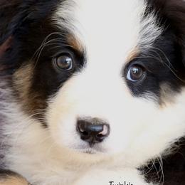 Twinkie - Black tri-color Australian Shepherd puppy in Hurricane, Utah from Coral Sun Aussies