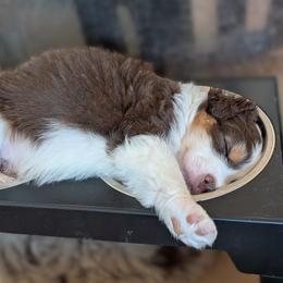 Hazel - Brown and white female Aussiedoodle puppy in Apache Junction, Arizona from Loving Doodle