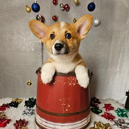 Gypsy- docked tail - Red female Pembroke Welsh Corgi puppy in Deming, New Mexico from Dragon Ridge Corgis