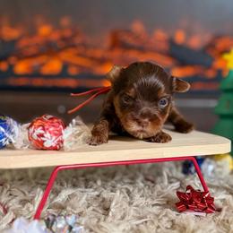 Alvin (orange collar) - Chocolate and tan male Yorkshire Terrier puppy in Jacksonville, Florida from TLJ Choco Yorkie Love