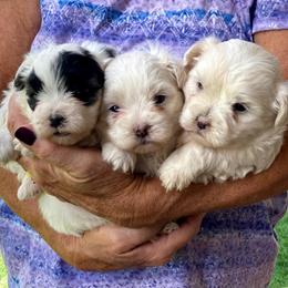 Tanya - White female Poodle puppy in Milton Freewater, Oregon from Doodlesrfun