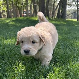 Bear - Golden male Golden Retriever puppy in Peyton, Colorado from Jana Belanger