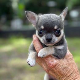Sassy - Blue and tan female Chihuahua puppy in Saint Johns, Florida from Acme Chihuahuas (Cheeky Chis)