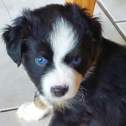 Chihuahuas and Toy Australian Shepherds from Glidwell Ranch