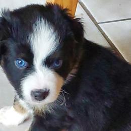 Chihuahuas and Toy Australian Shepherds from Glidwell Ranch
