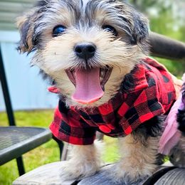 Maltese, Morkie, and Yorkshire Terrier Puppies from Fluff Town Puppies, LLC