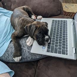 Boxer Puppies from Fineview Boxers