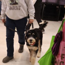 Snickers - Bernedoodle
