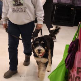 Snickers - Bernedoodle