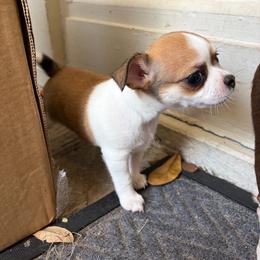 Blossom - Black sabled fawn female Chihuahua puppy in Pine Lakes, Florida from Chichianna's Legacy