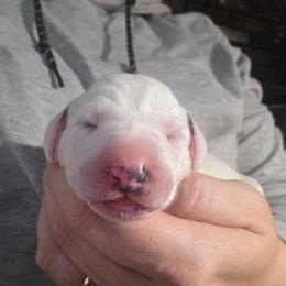 GRAY - White and black male Dalmatian puppy in Palmer, Massachusetts from Delaney's Dalmatians 2