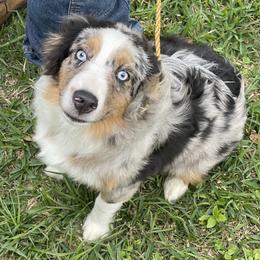 Aussiedoodles and Miniature Australian Shepherds from Space City Mini Aussies & Doodles
