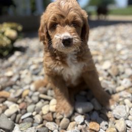 Patriot - Red  male Goldendoodle puppy in Smithfield, Kentucky from KBK9 Kennels