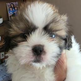 Shih Tzus from ROYAL SHIHTZUS