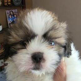 Shih Tzus from ROYAL SHIHTZUS