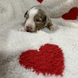 Miniature Australian Shepherd Puppies from B&B Little Aussie Gems