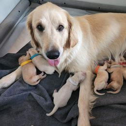 Golden Retriever Puppies from Lakeside Goldens