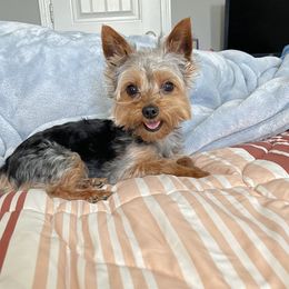 Yorkshire Terrier All Grown Up from Southern House Of Yorkies