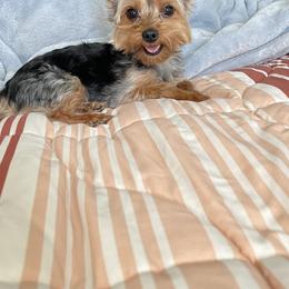 Yorkshire Terrier All Grown Up from Southern House Of Yorkies