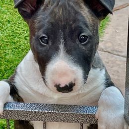 Miniature Bull Terrier Puppies from Tonka Miniature Bull Terriers