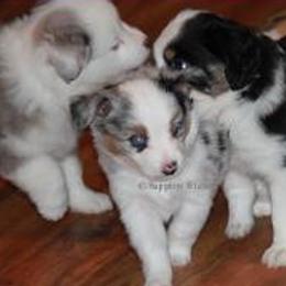 Miniature Australian Shepherd Puppies from Sapphire Stables