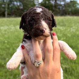 Fern (Green Collar Male) - Parti male Poodle puppy in Jasper, Georgia from Harrington Doodles & Poodles