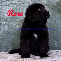 Rose - White and black Newfoundland puppy in Cortez, Colorado from Bear Heart Newfoundlands, LLC