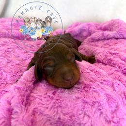 Olive - Chocolate and tan female Dachshund puppy in Cave City, Kentucky from Mammoth Cave Dachshunds