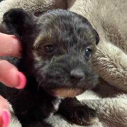 Mousse - Sable female Schnoodle puppy in Creston, Ohio from Royal Crown Keeper LTD