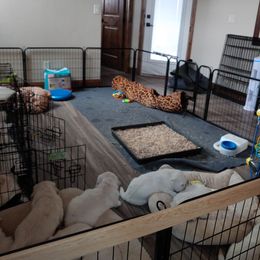 Golden Retriever Puppies from Dewbury Dream Goldens