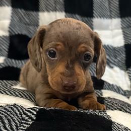 Handsome - Dapple male Dachshund puppy in Copperhill, Tennessee from Tuff Country Farm
