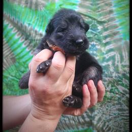 Chili Mango - Black and tan male German Shepherd puppy in Fort Jennings, Ohio from Von Holtzapple German shepherds