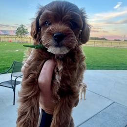 Green Male - Red  male Goldendoodle puppy in Fruita Colorado, Colorado from Oodles of Teacup Doodles